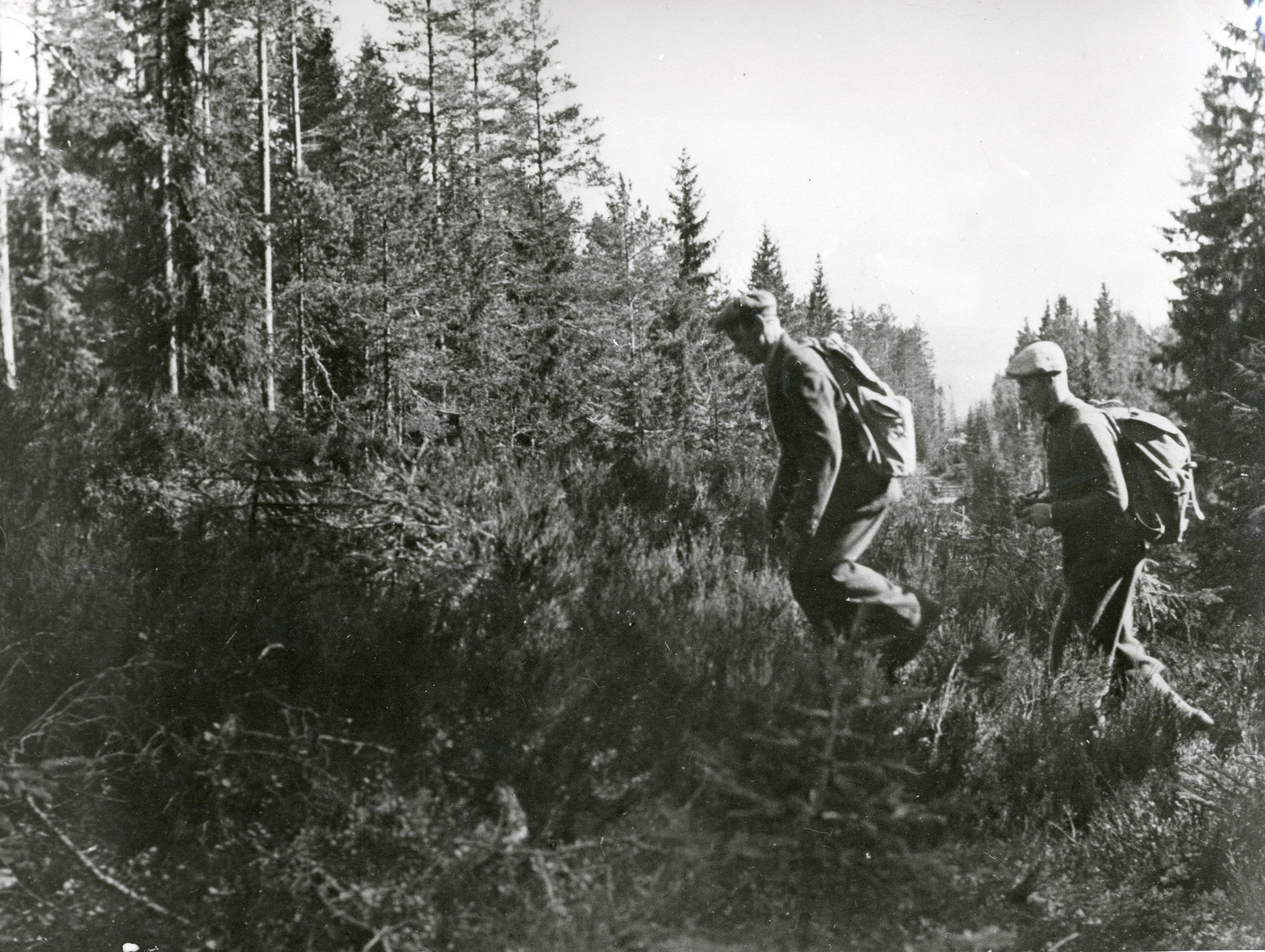 Norske flyktninger over grensen til Sverige. Bildet er tatt idet noen flyktninger passerer den brede gaten som er hugget i skogen for å markere grensen.